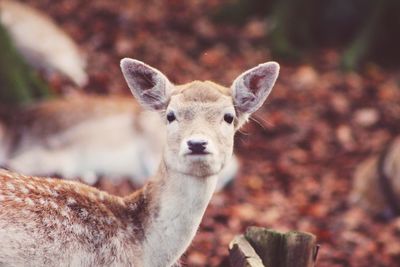 Close-up of an animal on ground