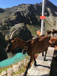 Horses standing in mountains