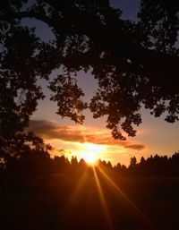 Silhouette trees on field against sky at sunset