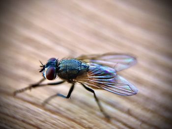 High angle view of fly on wood