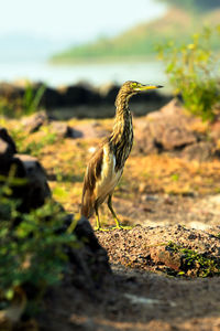 Close-up of pond heron