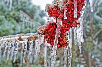 Close-up of icicles hanging from tree during winter