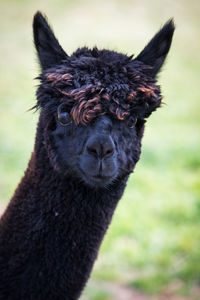 Close-up portrait of alpaca