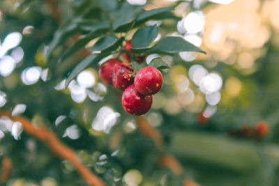 Close-up of red berries growing on tree