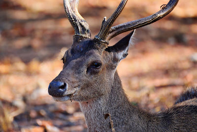 Close-up of deer