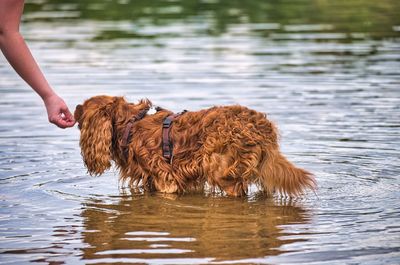 View of a horse in the lake