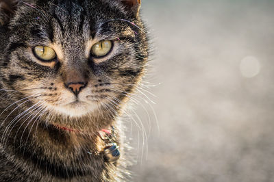 Close-up portrait of cat