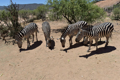 View of zebras on field