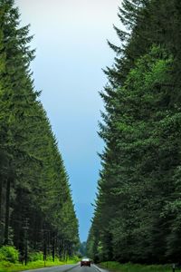 Close-up of trees against clear sky