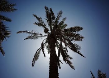 Low angle view of palm tree against clear sky