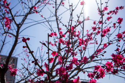 Low angle view of cherry blossom