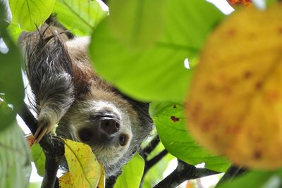 Low angle view of sloth hanging on tree