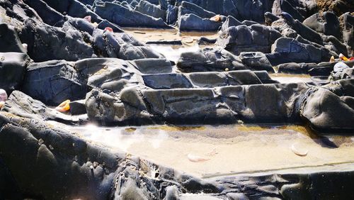 Turtle on rocks at shore