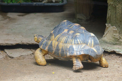 Close-up of a turtle