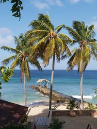 Palm trees on beach against sky