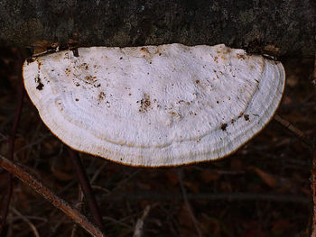 Close-up of mushroom growing on field