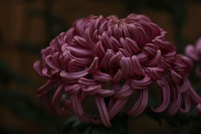 Close-up of pink rose flower