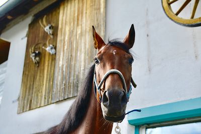 Portrait of horse in stable