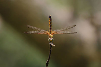 Close-up of insect