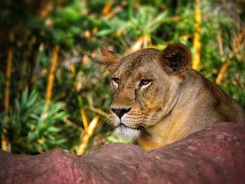 Cat resting in a zoo