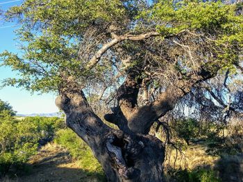 Low angle view of tree in forest