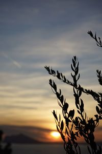 Silhouette plants against sea during sunset