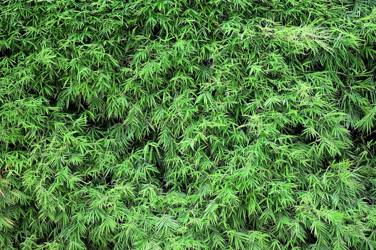 FULL FRAME SHOT OF FRESH PLANTS ON FIELD