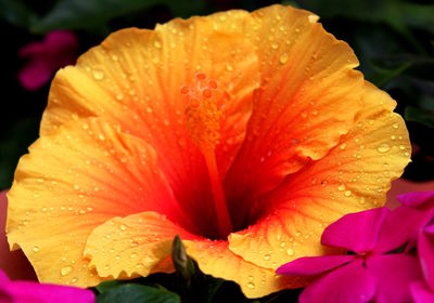 Close-up of raindrops on wet orange flowering plant