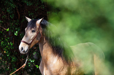 Horse standing in ranch