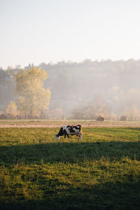 Horse in a field