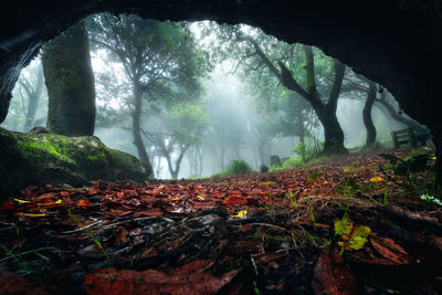 Trees growing in forest during autumn