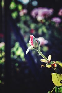 Close-up of rose plant