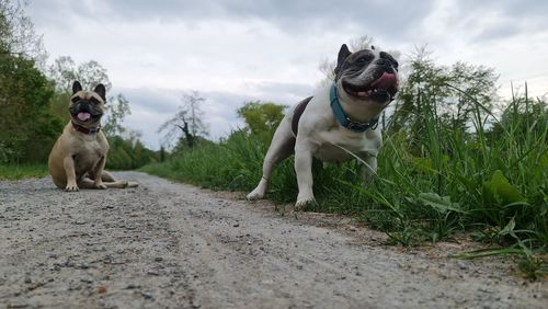 Dogs on road