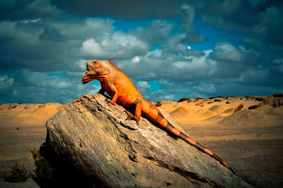 Red iguana