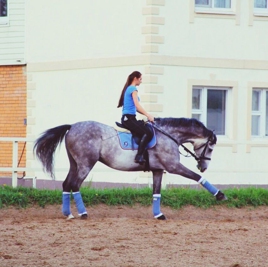 animal themes, full length, building exterior, architecture, built structure, horse, domestic animals, one animal, livestock, side view, two animals, walking, mammal, standing, working animal, day, outdoors, jumping