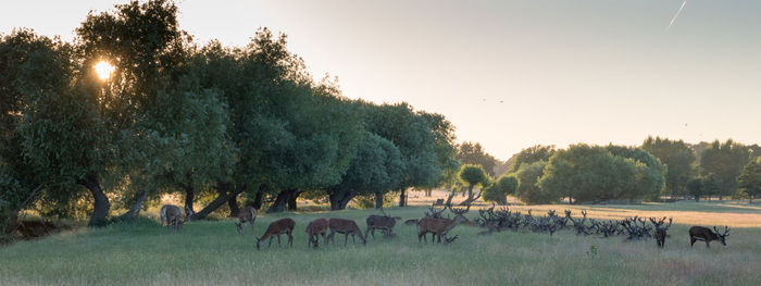 Panoramic view of horses on field against sky