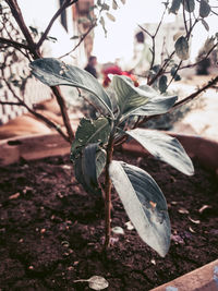 Close-up of dry leaves on field