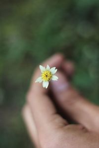 Close-up of hand holding flower