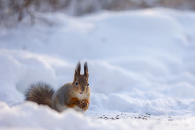 Squirrel sits in snow by tree and eats nuts in winter snowy park. winter color of animal.