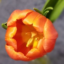 Macro shot of orange rose flower