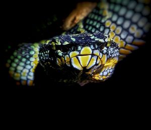 Close-up of lizard on black background