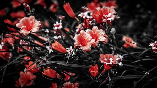 Close-up of cherry blossom