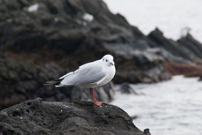 Close-up of seagull perching on rock by sea