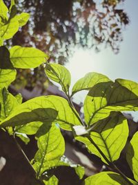 Close-up of leaves against blurred background