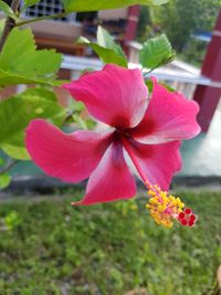 Close-up of pink hibiscus blooming outdoors