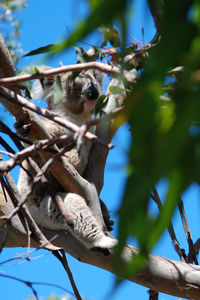 Low angle view of monkey on tree against sky