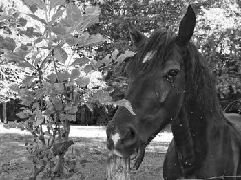 Horse in the field