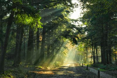Trees in forest