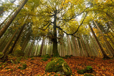 Low angle view of trees in forest