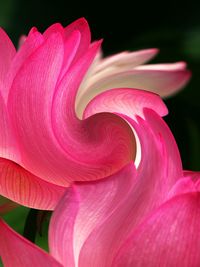 Close-up of pink flower